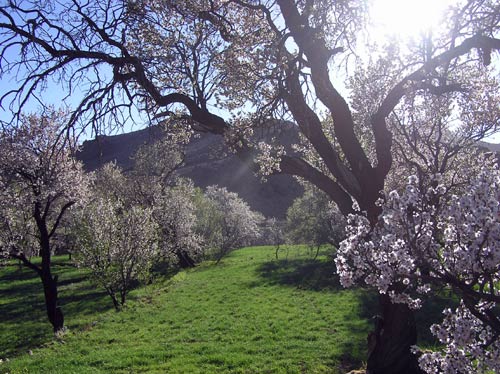 Mandelblüte