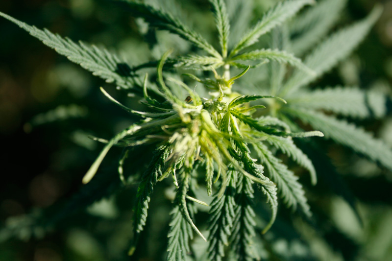 Cannabis-ruralis