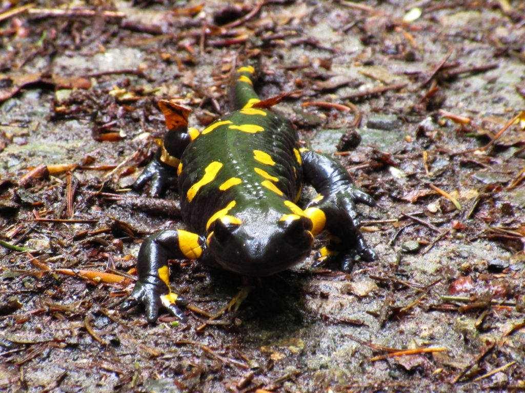 Kein Olm, sondern ein Salamander