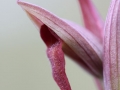 Orchidee (Serapiasl)