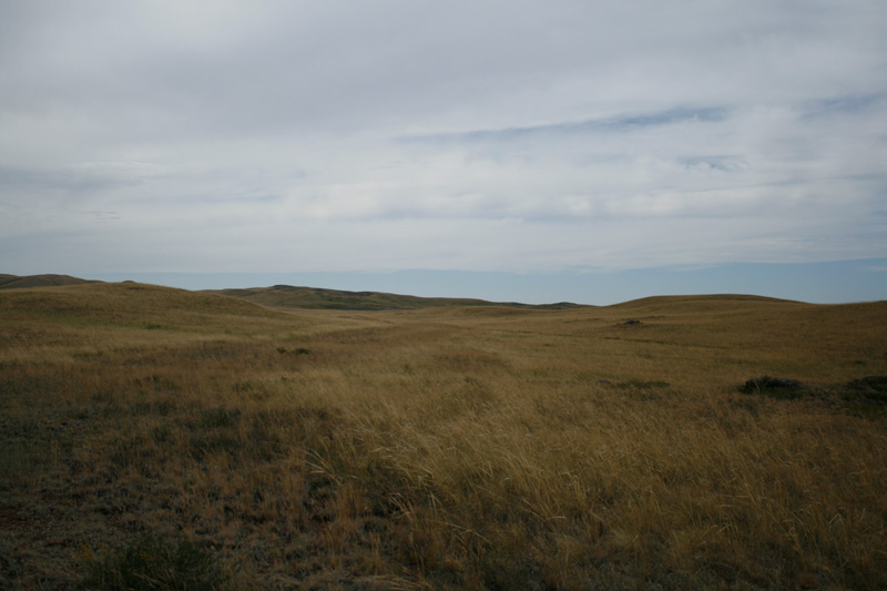 Steppe Steppe