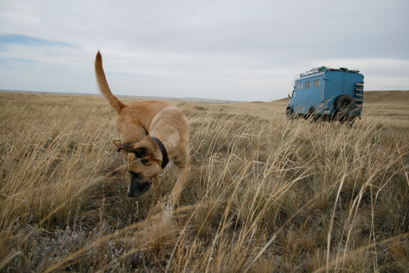 Steppe Steppe