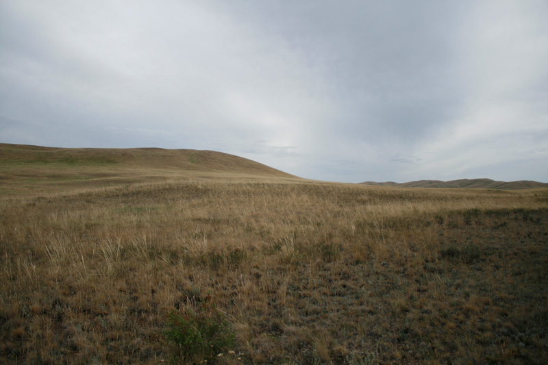 Steppe Steppe