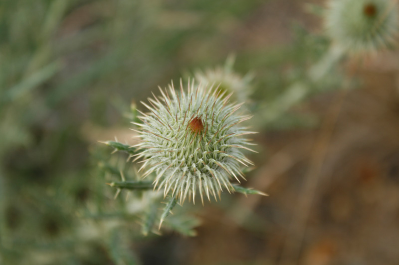 Steppendistel Steppendistel