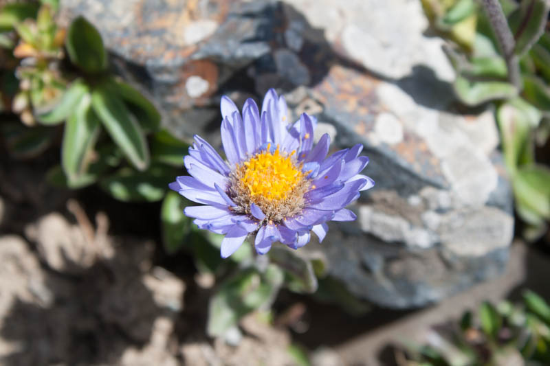 Asteraceae