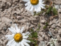 Asteraceae Asteraceae