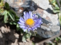 Asteraceae Asteraceae