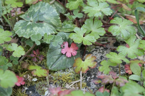 geranium geranium