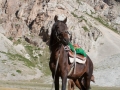 Pferdetrekking in Kirgistan Pferdetrekking in Kirgistan