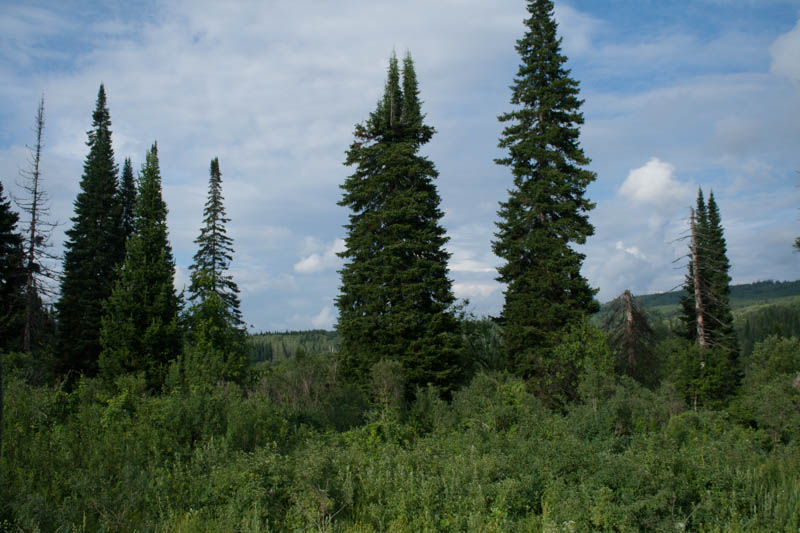 Weg in den Altai