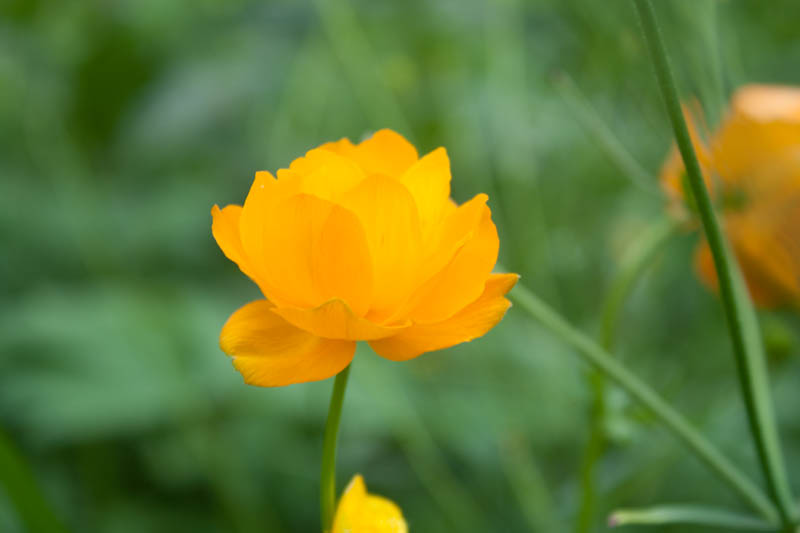 Trollblume (Trollius)