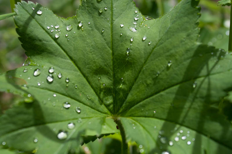 Frauenmantel (Alchemilla)