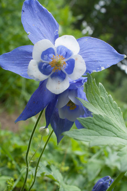 Aquilegia Glandulosa Var. Jacunda