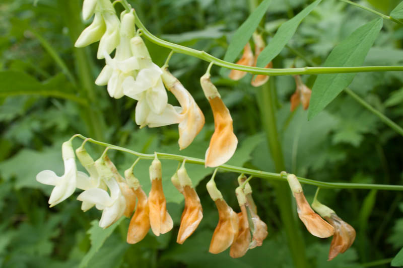 Wicke (Vicia?)