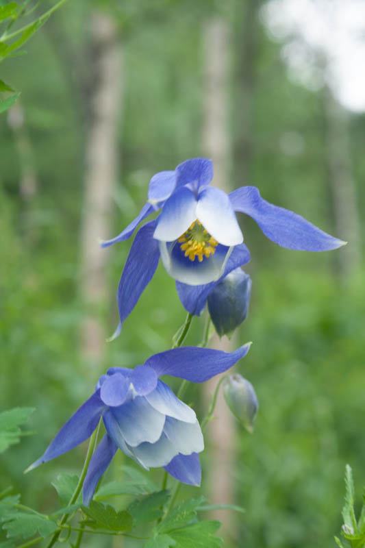 Altai