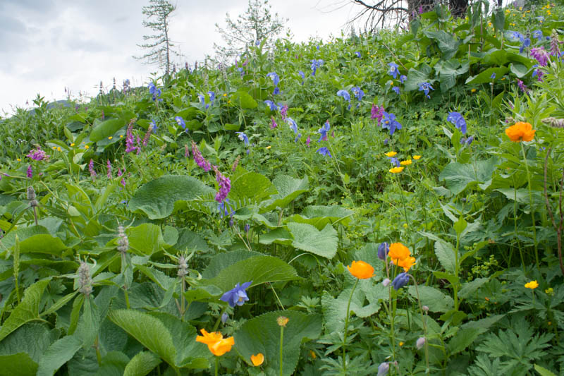 Altai