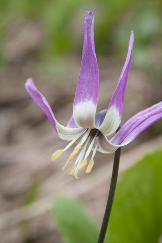 Hundszahnlilie (Erythronium Sibiricum)