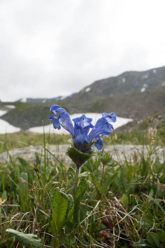 altai-Drachenwurz (Dracocephalum grandiflorum)