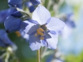 Jakobsleiter (Polemonium Caeruleum?)