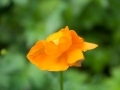 Trollblume (Trollius)