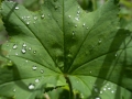 Frauenmantel (Alchemilla)