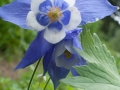 Aquilegia Glandulosa Var. Jacunda