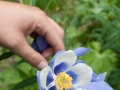 Aquilegia Glandulosa Var. Jacunda