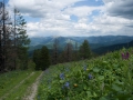 Altai