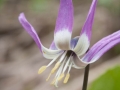 Hundszahnlilie (Erythronium Sibiricum)