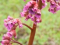 Bergenie (Bergenia Cordifolia?)