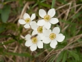 Anemone (Sibirica?)