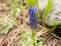 Enzian (Gentiana)