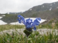 altai-Drachenwurz (Dracocephalum grandiflorum)