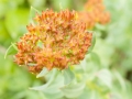 altai-rosenwurz (rhodiola rosea?)