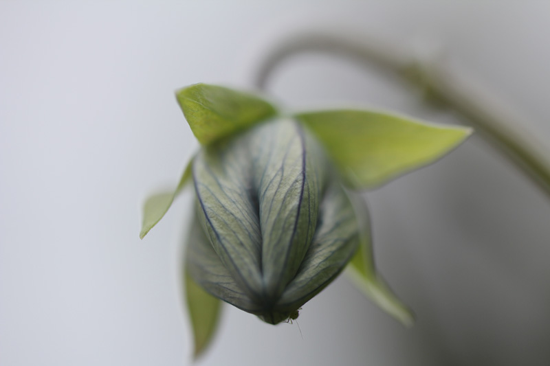 matze-koek-say-flora-01