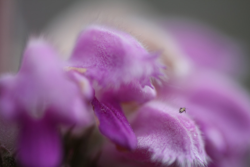 matze-koek-say-flora-02