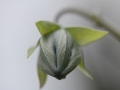 matze-koek-say-flora-01 matze-koek-say-flora-01