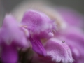 matze-koek-say-flora-02 matze-koek-say-flora-02