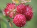 matze-koek-say-flora-03 matze-koek-say-flora-03