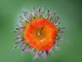 matze-koek-say-flora-04 matze-koek-say-flora-04