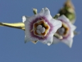matze-koek-say-flora-05 matze-koek-say-flora-05