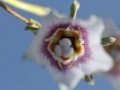 matze-koek-say-flora-06 matze-koek-say-flora-06