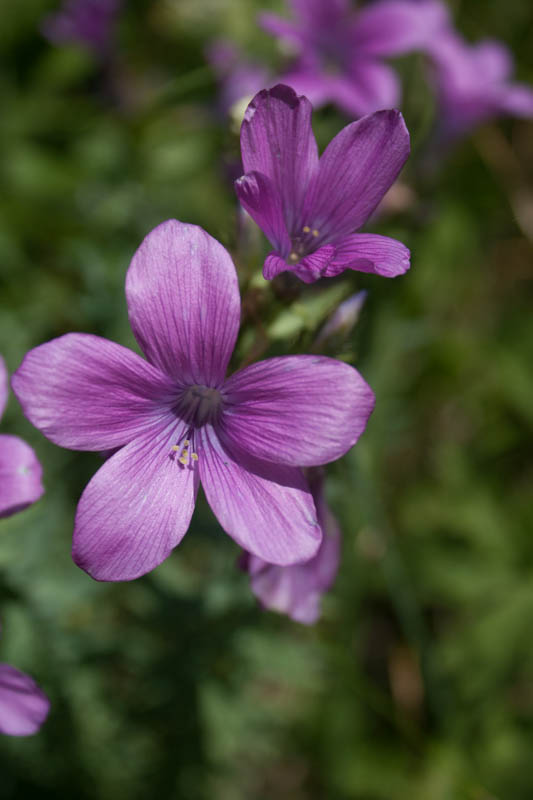 Geranium