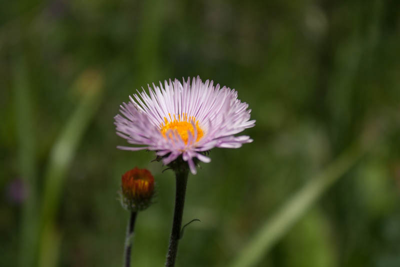 Blume