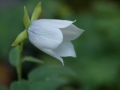 Codonopsis Codonopsis