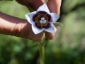 Codonopsis Codonopsis