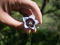 Codonopsis Codonopsis