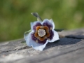 Codonopsis Codonopsis