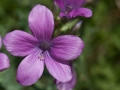 Geranium Geranium