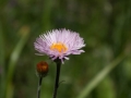 Blume Blume